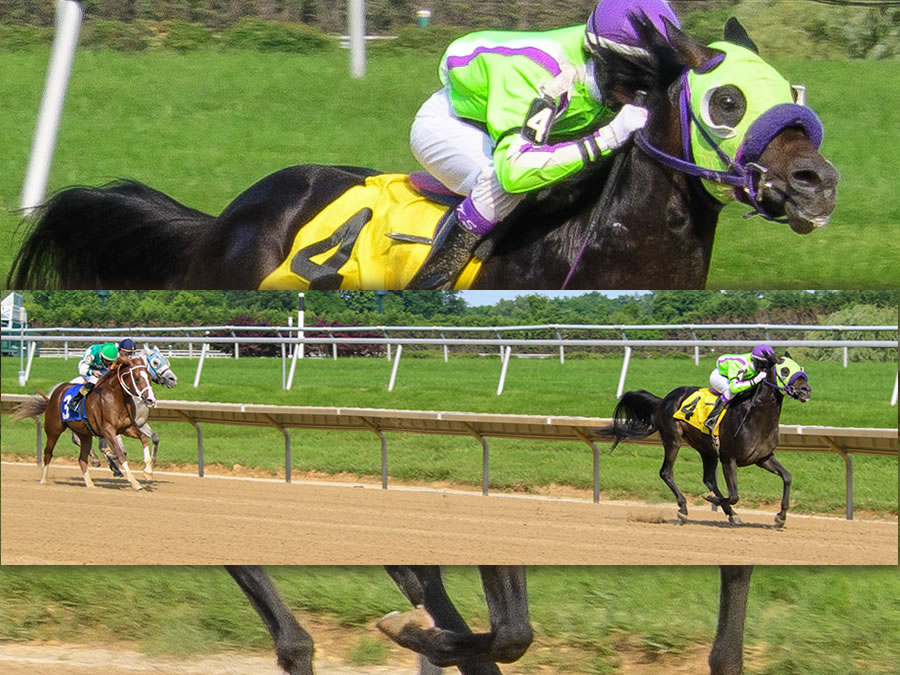 Jimdandy Tothe Reshessq, bred by Cre Run